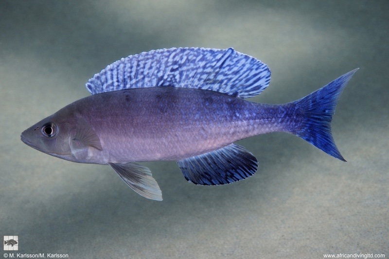 Cyprichromis sp. 'speckleback rainbow' Cape Tembwe
